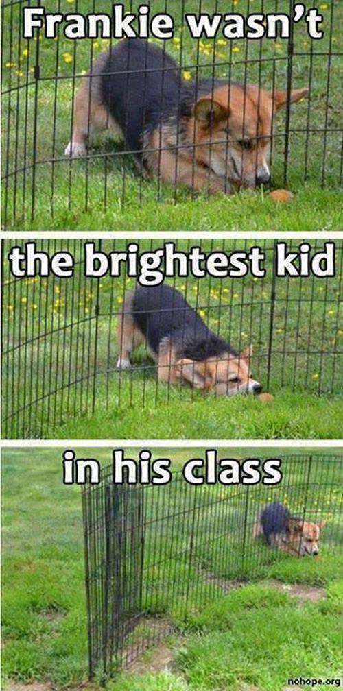 Frankie wasn't the brightest kid in his class nohope.org
