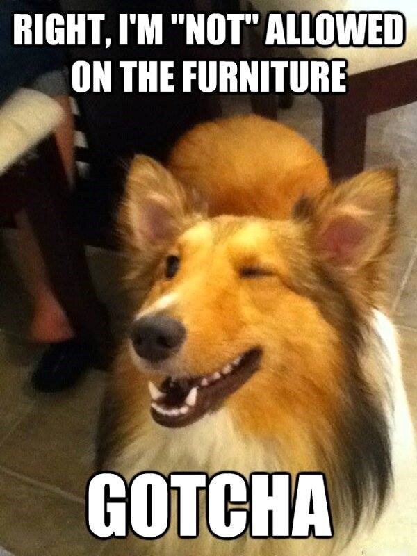 RIGHT, I'M "NOT" ALLOWED ON THE FURNITURE GOTCHA