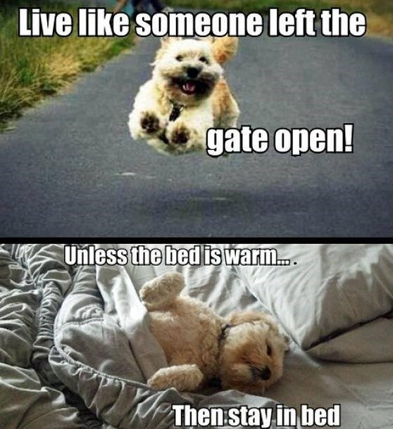 Live like someone left the gate open! Unless the bed is warm.... Then stay in bed