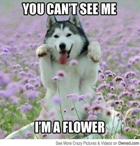 YOU CAN'T SEE ME I'M A FLOWER See More Crazy Pictures & Videos on Owned.com