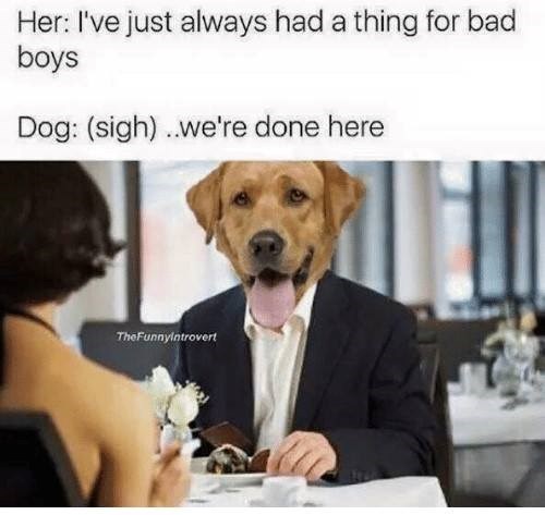 Her: I've just always had a thing for bad boys Dog: (sigh)..we're done here The FunnyIntrovert