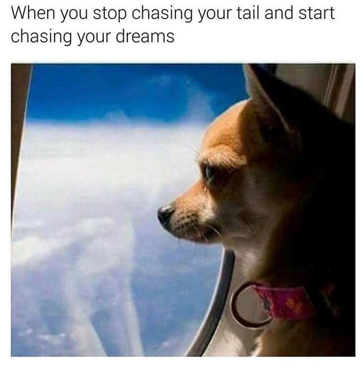When you stop chasing your tail and start chasing your dreams