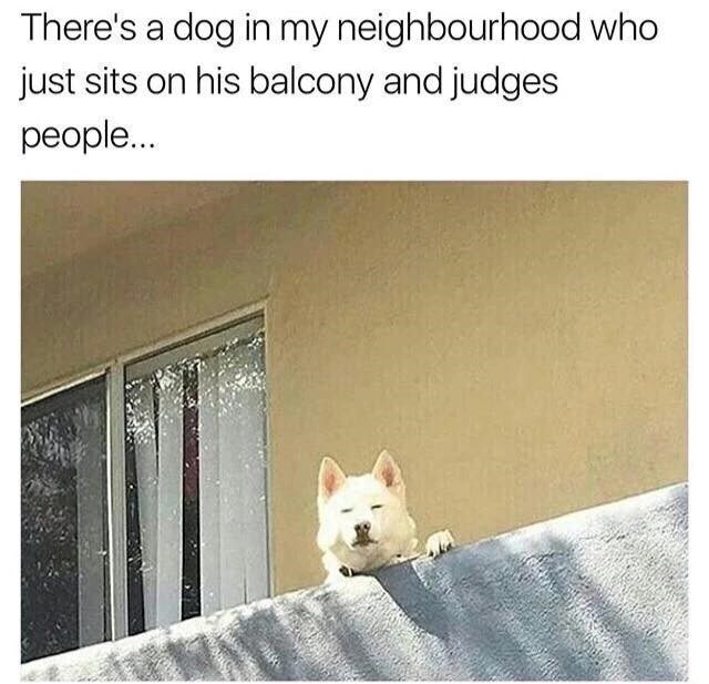 There's a dog in my neighbourhood who just sits on his balcony and judges people.....