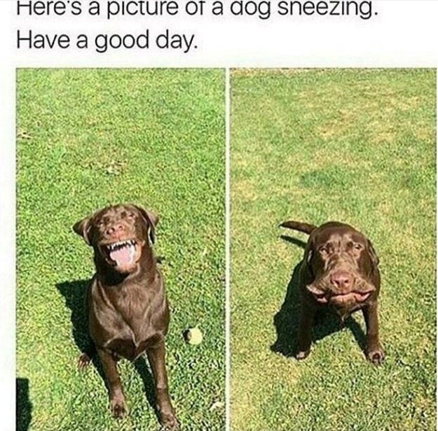 Here's a picture of a dog sneezing. Have a good day.