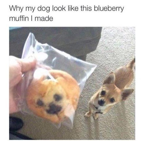 Why my dog look like this blueberry muffin I made