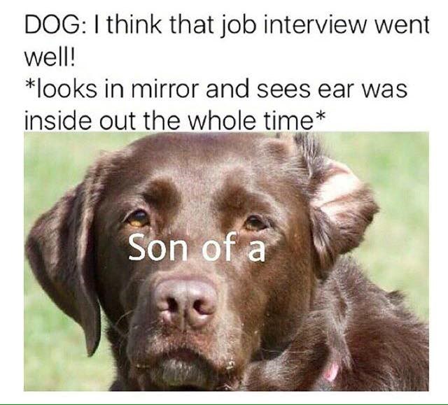DOG: I think that job interview went well! *looks in mirror and sees ear was inside out the whole time* Son of a