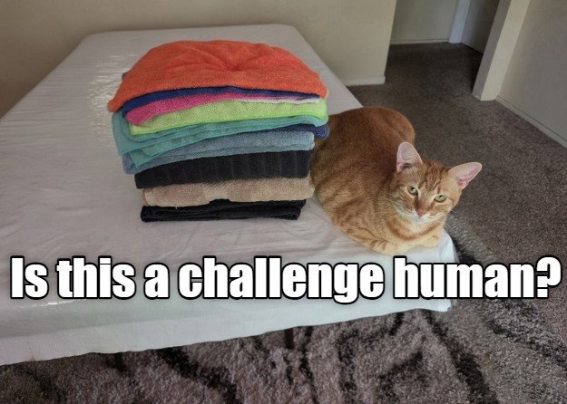 Cheezburger Image 10645217536