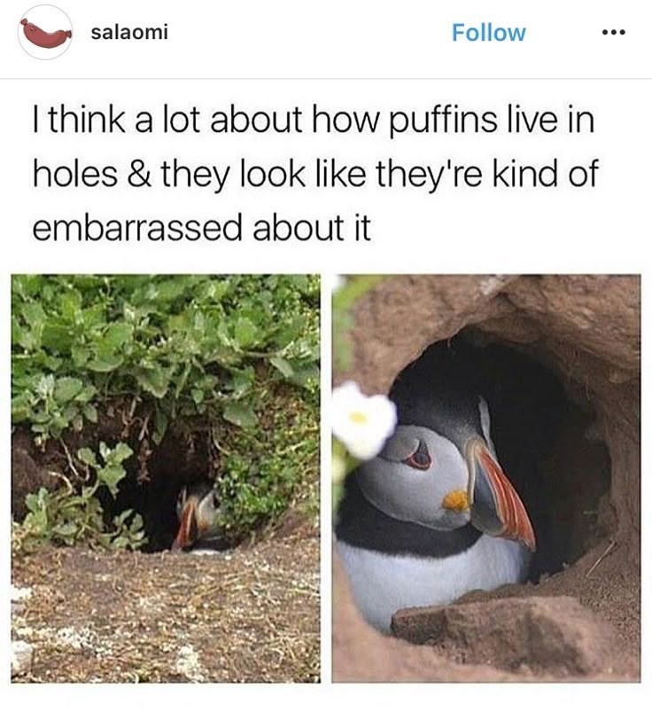 salaomi Follow I think a lot about how puffins live in holes & they look like they're kind of embarrassed about it