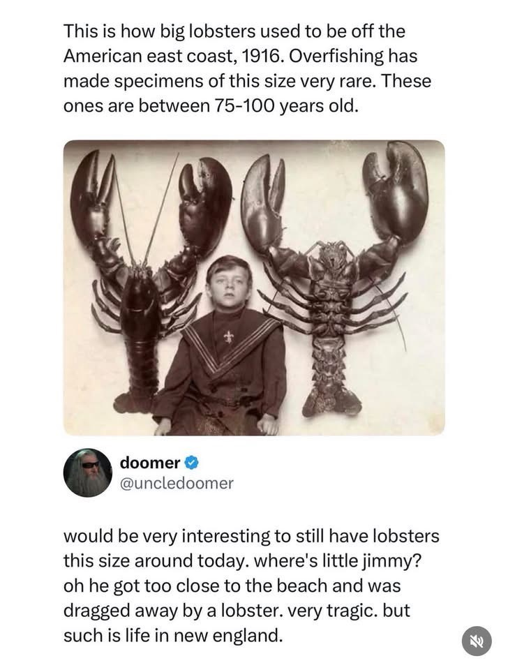 This is how big lobsters used to be off the American east coast, 1916. Overfishing has made specimens of this size very rare. These ones are between 75-100 years old. doomer → @uncledoomer would be very interesting to still have lobsters this size around today. where's little jimmy? oh he got too close to the beach and was dragged away by a lobster. very tragic. but such is life in new england. K