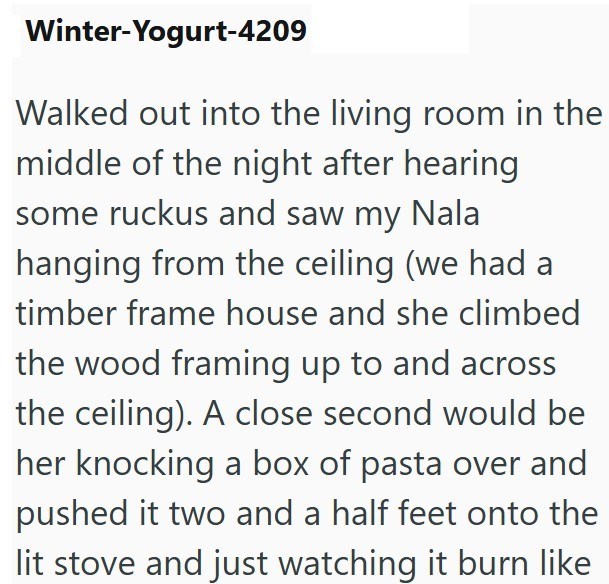 Winter-Yogurt-4209 Walked out into the living room in the middle of the night after hearing some ruckus and saw my Nala hanging from the ceiling (we had a timber frame house and she climbed the wood framing up to and across the ceiling). A close second would be her knocking a box of pasta over and pushed it two and a half feet onto the lit stove and just watching it burn like