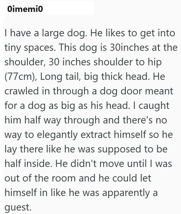 Oimemi0 I have a large dog. He likes to get into tiny spaces. This dog is 30inches at the shoulder, 30 inches shoulder to hip (77cm), Long tail, big thick head. He crawled in through a dog door meant for a dog as big as his head. I caught him half way through and there's no way to elegantly extract himself so he lay there like he was supposed to be half inside. He didn't move until I was out of the room and he could let himself in like he was apparently a guest.