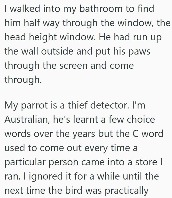 I walked into my bathroom to find him half way through the window, the head height window. He had run up the wall outside and put his paws through the screen and come through. My parrot is a thief detector. I'm Australian, he's learnt a few choice words over the years but the C word used to come out every time a particular person came into a store | ran. I ignored it for a while until the next time the bird was practically
