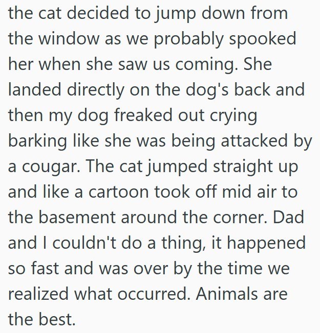 the cat decided to jump down from the window as we probably spooked her when she saw us coming. She landed directly on the dog's back and then my dog freaked out crying barking like she was being attacked by a cougar. The cat jumped straight up and like a cartoon took off mid air to the basement around the corner. Dad and I couldn't do a thing, it happened so fast and was over by the time we realized what occurred. Animals are the best.
