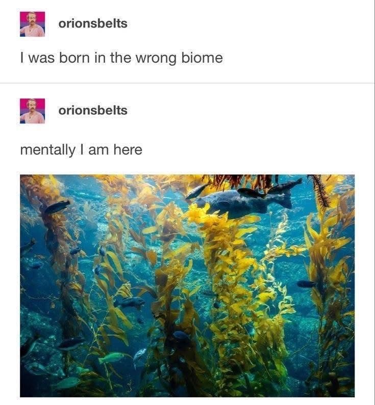 orionsbelts I was born in the wrong biome orionsbelts mentally I am here