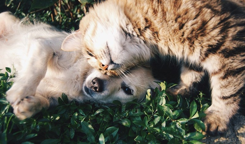 A cat and a dog rolling around in the grass.