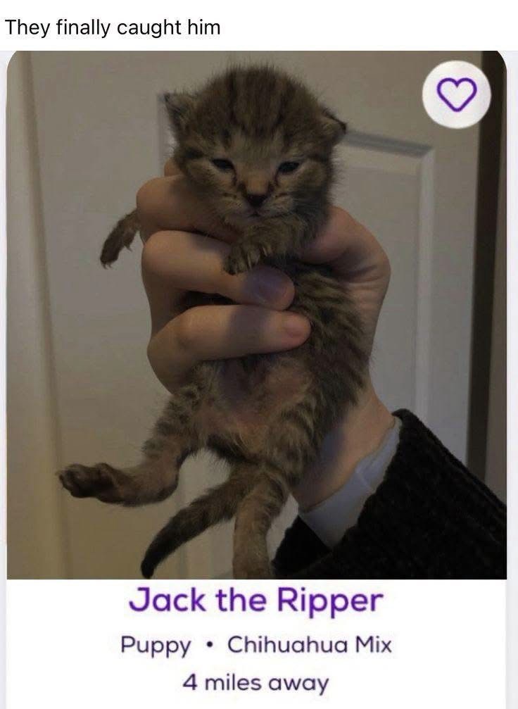 They finally caught him Jack the Ripper Puppy Chihuahua Mix 4 miles away