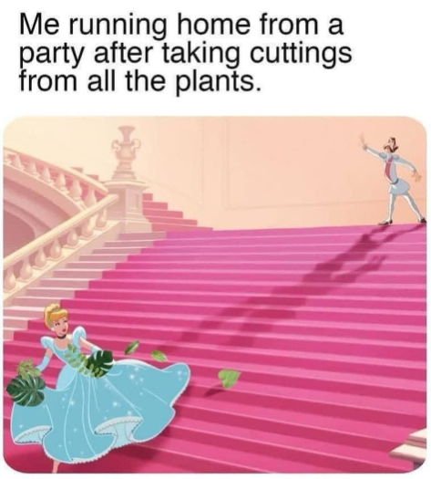 Me running home from a party after taking cuttings from all the plants.