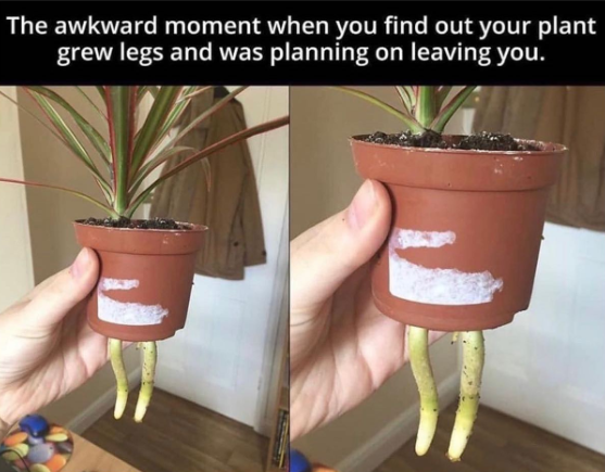 The awkward moment when you find out your plant grew legs and was planning on leaving you.