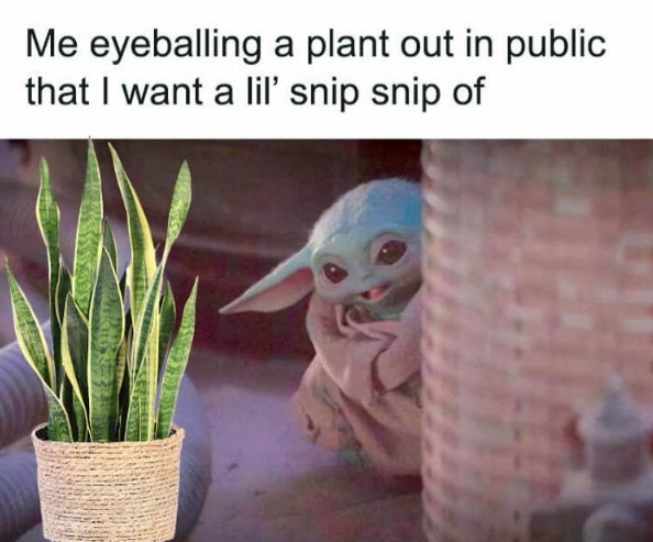 Me eyeballing a plant out in public that I want a lil' snip snip of