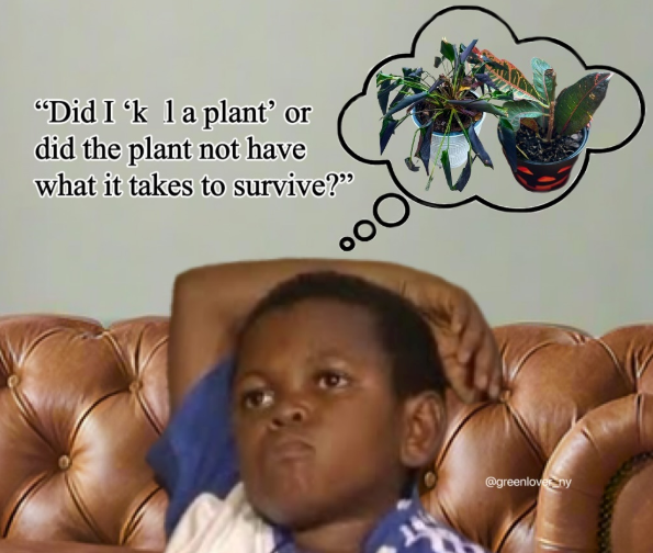 “Did I‘k_l a plant' did the plant not have what it takes to survive?" @greenloveny
