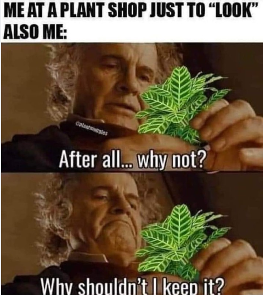 ME AT A PLANT SHOP JUST TO "LOOK" ALSO ME: plates After all... why not? KO Why shouldn't I keep it?