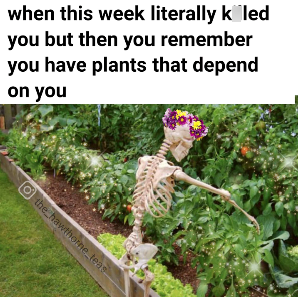 when this week literally k led you but then you remember you have plants that depend on you O the hawthorne_teas