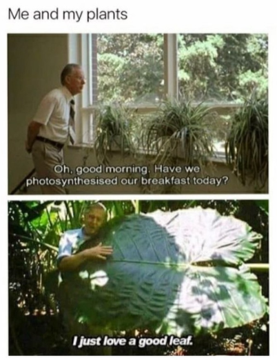 Me and my plants Oh, good morning. Have we photosynthesised our breakfast today? I just love a good leaf.