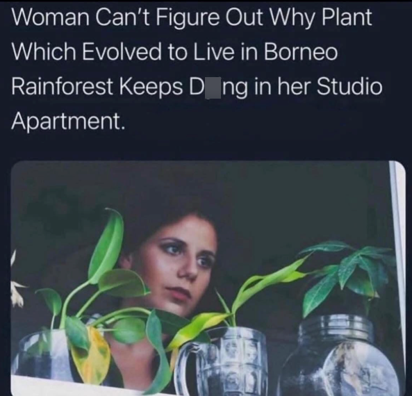Woman Can't Figure Out Why Plant Which Evolved to Live in Borneo Rainforest Keeps Dong in her Studio Apartment.