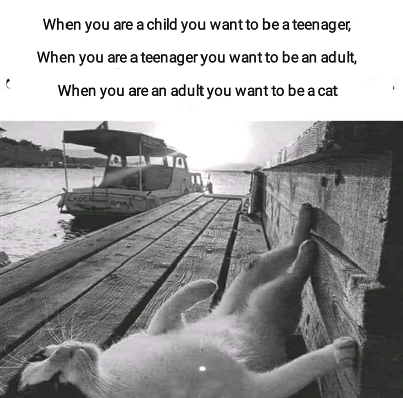 When you are a child you want to be a teenager, When you are a teenager you want to be an adult, When you are an adult you want to be a cat OCA