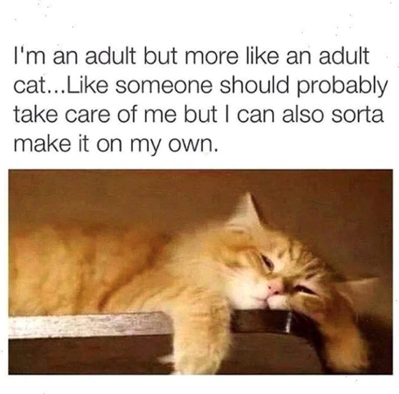 I'm an adult but more like an adult cat...Like someone should probably take care of me but I can also sorta make it on my own.