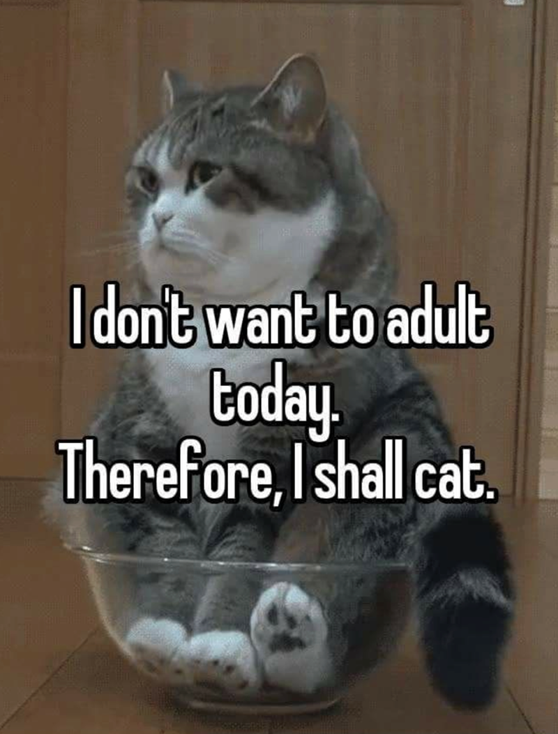 I don't want to adult Coday. Therefore, I shall cat.