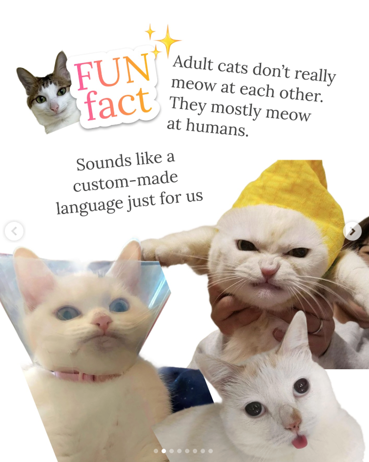 < FUN fact Adult cats don't really Sounds like a meow at each other. They mostly meow at humans. custom-made language just for us