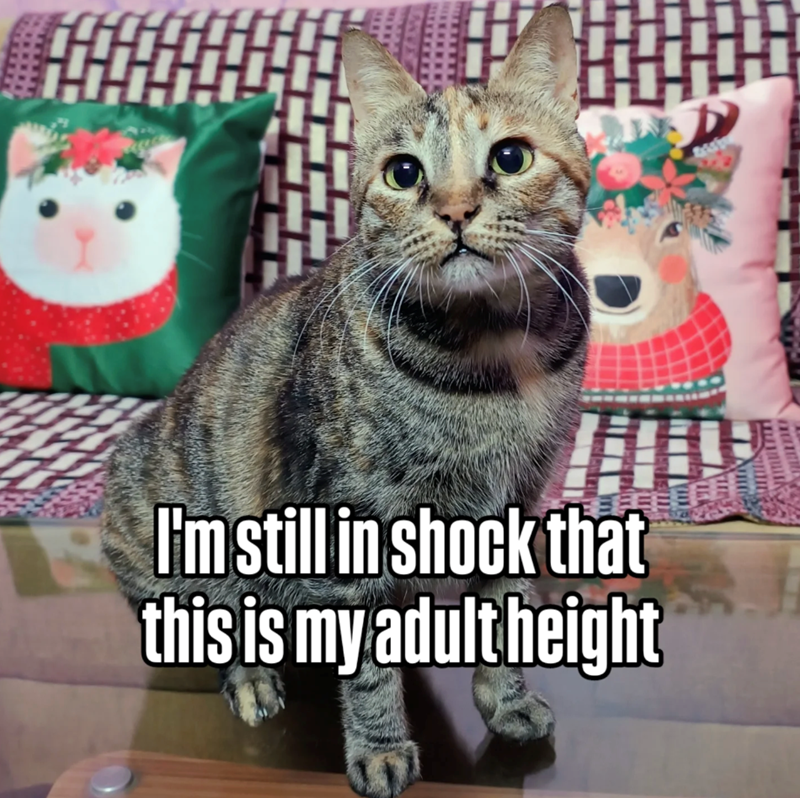 I'm still in shock that this is my adult height