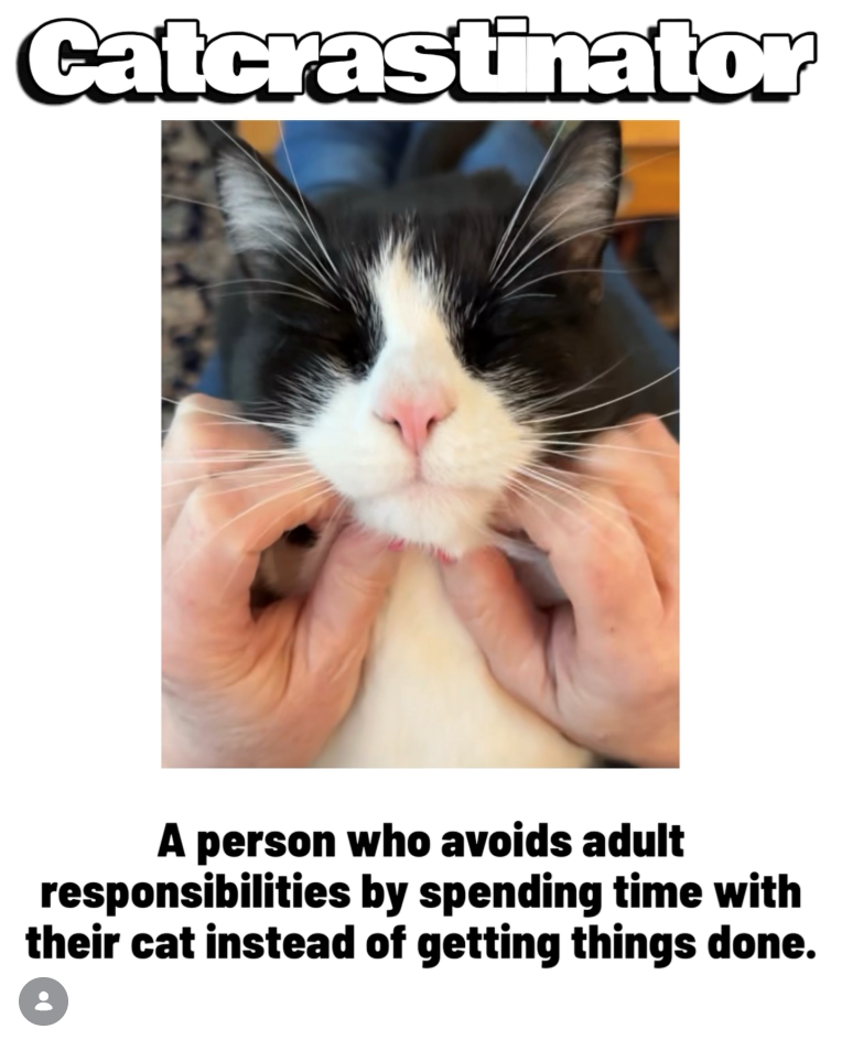 Catcrastinator A person who avoids adult responsibilities by spending time with their cat instead of getting things done.