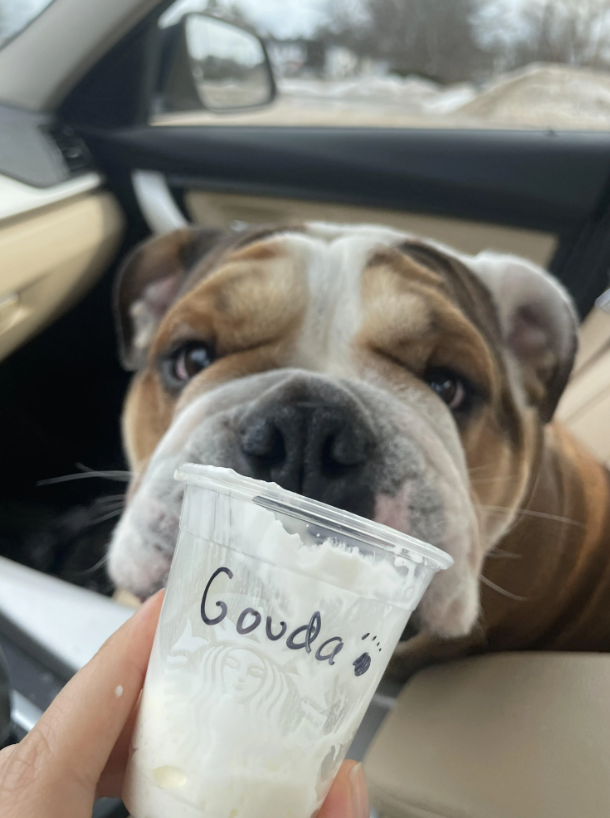 Gouda