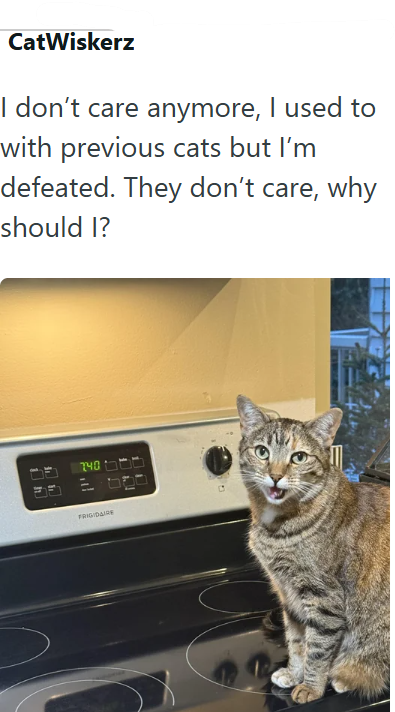 CatWiskerz I don't care anymore, I used to with previous cats but I'm defeated. They don't care, why should I? h 740 FRIGIDAIRE