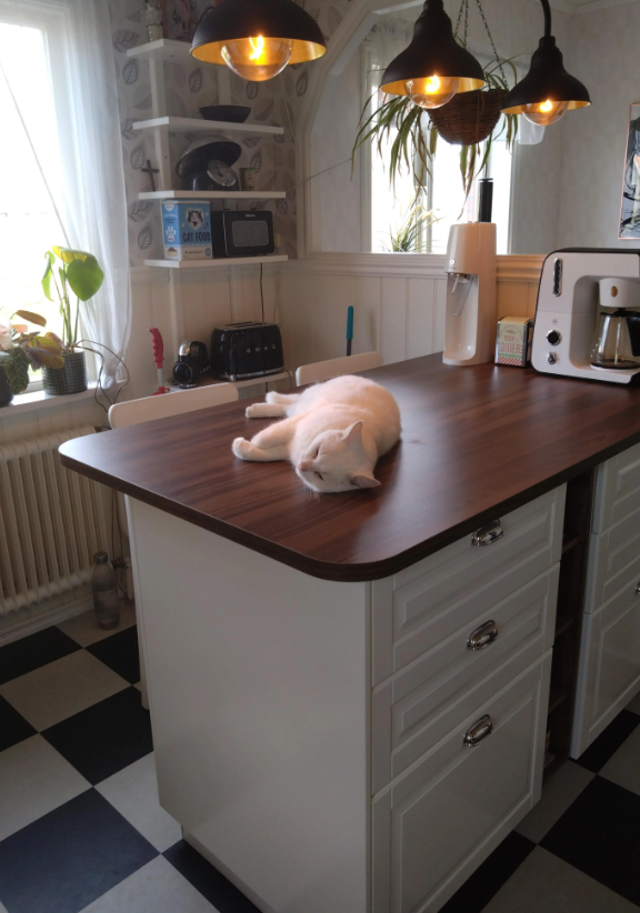 CAT FOOD