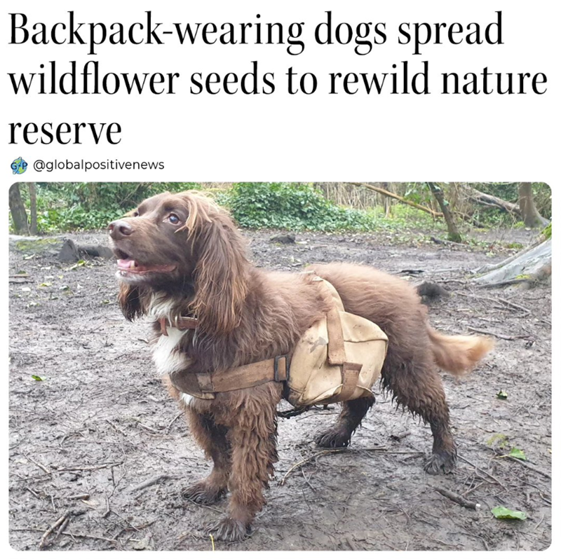 Backpack-wearing dogs spread wildflower seeds to rewild nature reserve @globalpositivenews