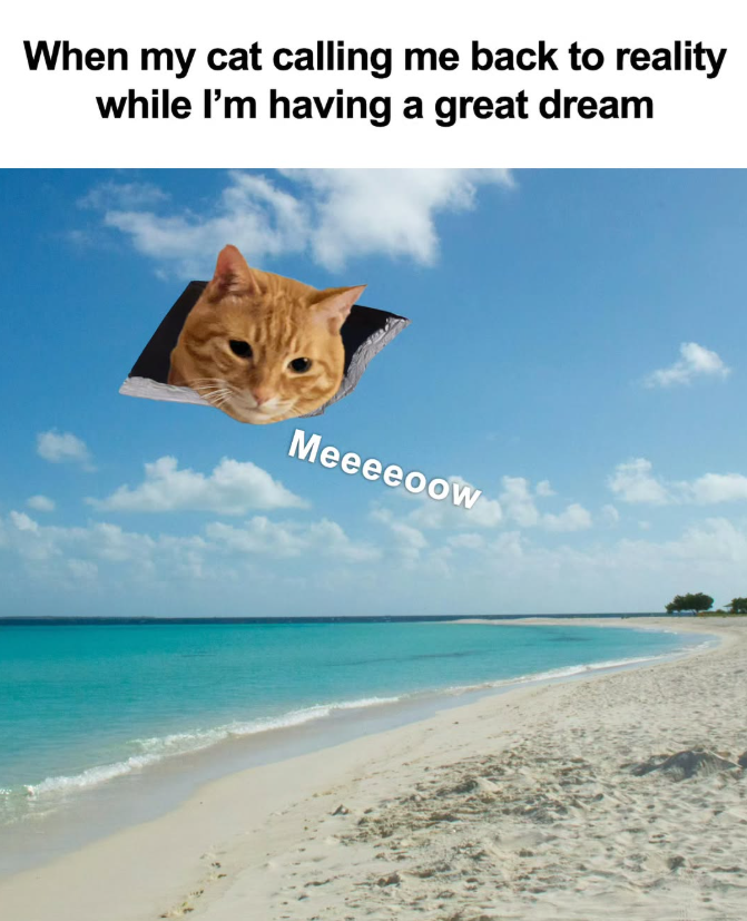 When my cat calling me back to reality while I'm having a great dream Meeeeoow