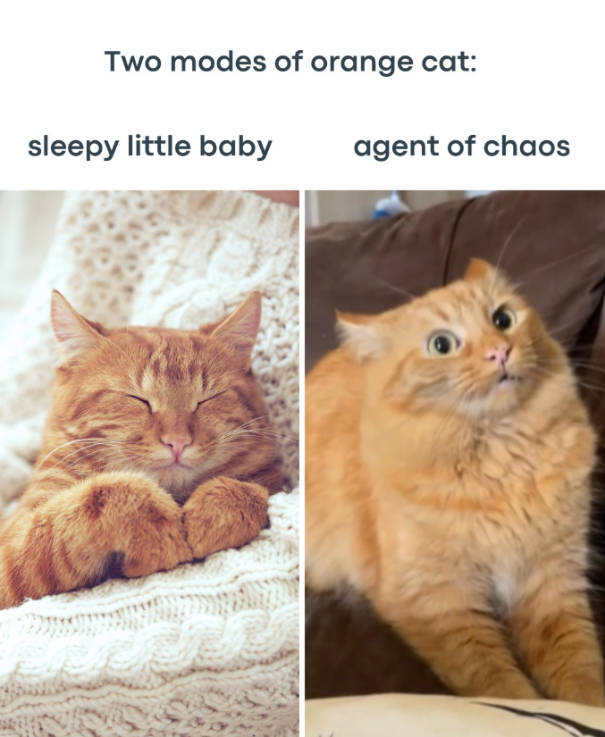 Two modes of orange cat: sleepy little baby agent of chaos