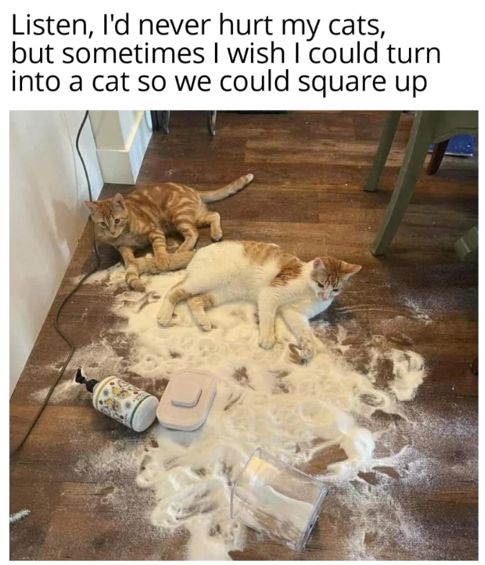 Listen, I'd never hurt my cats, but sometimes I wish I could turn into a cat so we could square up