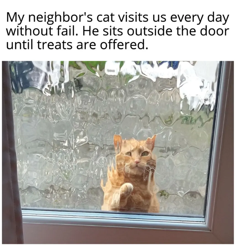 My neighbor's cat visits us every day without fail. He sits outside the door until treats are offered.