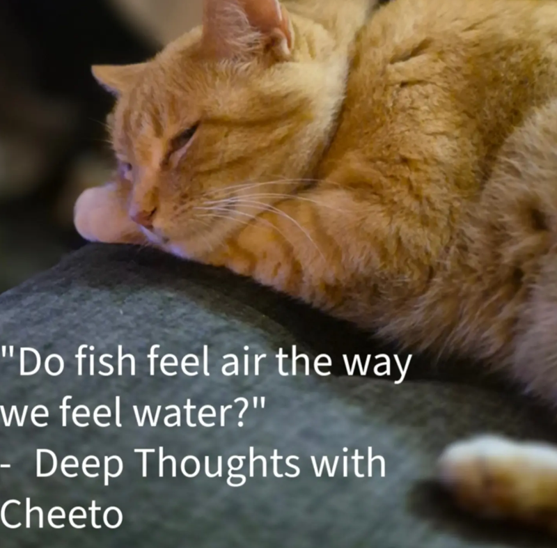 "Do fish feel air the way we feel water?" - Deep Thoughts with Cheeto