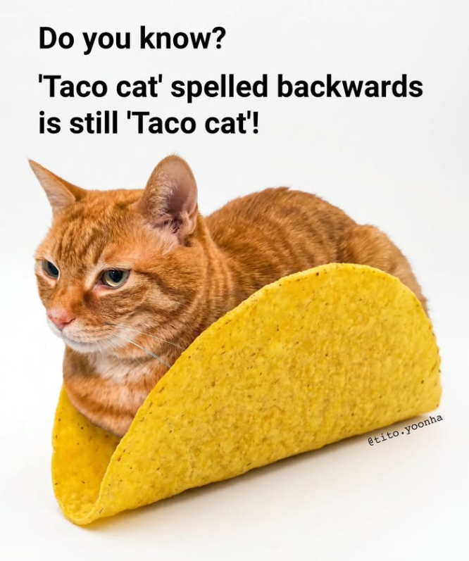 Do you know? 'Taco cat' spelled backwards is still 'Taco cat'! @tito.yoonha