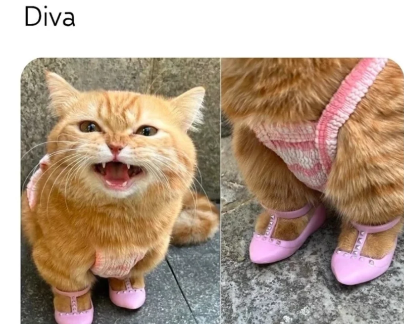 Diva てくてく 3448