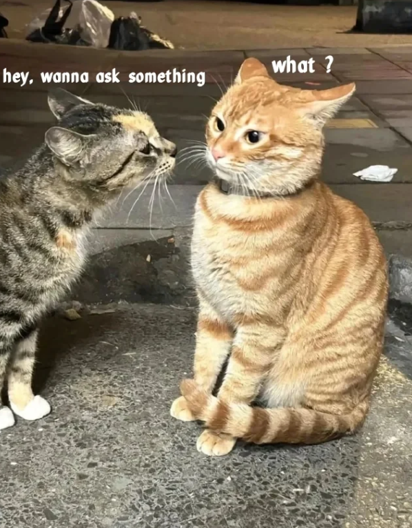 what? hey, wanna ask something