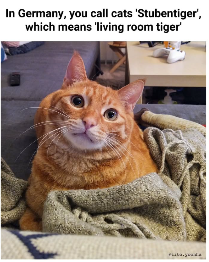 In Germany, you call cats 'Stubentiger', which means 'living room tiger' @tito.yoonha