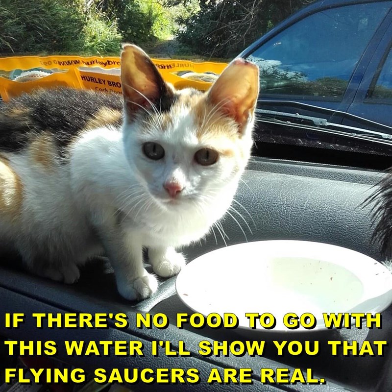 Cheezburger Image 10645507840