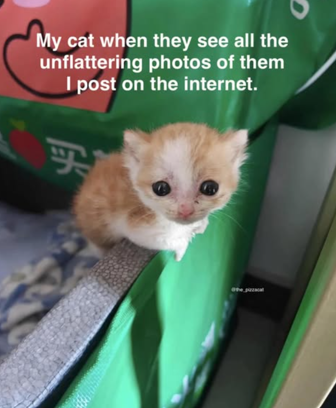 My cat when they see all the unflattering photos of them I post on the internet. 买 the pizzacat