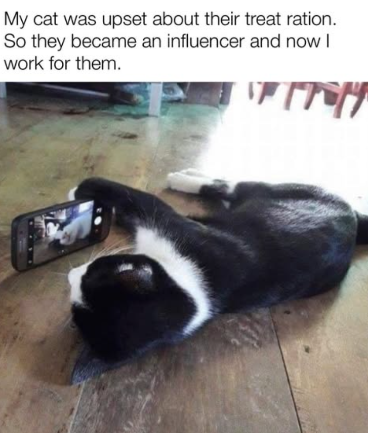 My cat was upset about their treat ration. So they became an influencer and now I work for them.